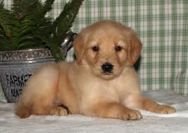 Why buy a golden retriever puppy for sale if you can adopt and save a life? Golden Retrievers Amigo Acres