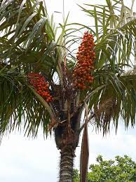 Awarraboom Met dank aan... - Surinam and tropical fruits | Facebook