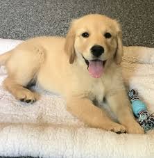 Contact connecticut golden retriever breeders near you using our free golden retriever breeder search tool puppies are here!our family has been breeding golden retrievers for the last 33 years, no kennels, they are raised in our home always where we. Puppies For Sale In Ct Petswall