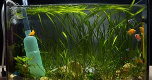 natural fertilizer for aquarium plants