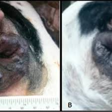 hepatoid gland carcinoma in a dog
