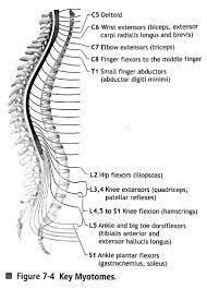 Atls Spinal Levels Key Myotomes And Dermatomes