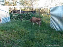 Electric Fencing For Beginners Eight