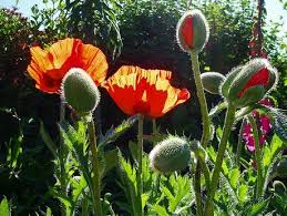 Poppy seeds need light to germinate. Papaver Plant Growing Guide How To Grow Poppy Plants