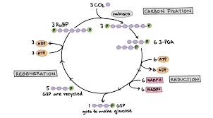 The Calvin Cycle Article Photosynthesis Khan Academy