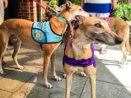 As it was necessary for the greyhound to hunt and run in groups, aggressiveness toward other dogs has almost been completely eliminated from the breed. Adopt Southeastern Greyhound Club