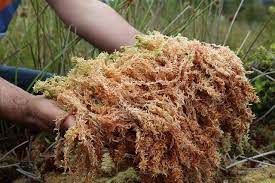 use peat moss on vegetable garden