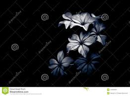 Black And White Flower Light And Shade Stock Photo Image