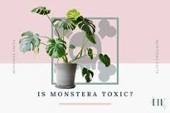 is-monstera-deliciosa-toxic