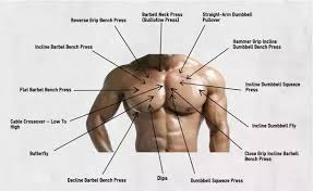 Upper torso muscle name : Diy Garden Bench Ideas Free Plans For Outdoor Benches Bench Press Chest Muscles