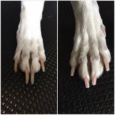 how often to cut dog s nails hot