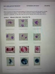 Maybe you would like to learn more about one of these? Bios 1705 At Home Worksheet Cell Division And Cancer 10 Points Name Below Are Pictures Of Cells Homeworklib