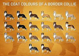 Border Collie Color Chart Collie Border Collie Colors