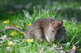 Garden With Plants Rodents