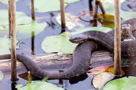 are there water snakes in new hshire