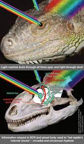 Reptile Lighting Information Reptiles