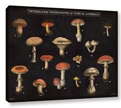 Mushroom Chart I By Wild Apple Graphic Art On Wrapped Canvas In Black Beige