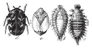 43 carpet beetle vector images