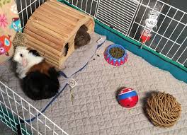 Best Guinea Pig Bedding Complete Guide