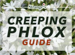 creeping phlox care guide strange s