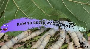 How To Breed Wax Worms Explained In