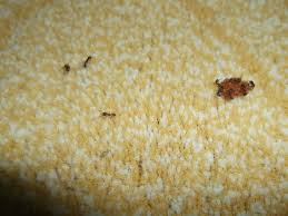 how to get rid of ants in carpet love