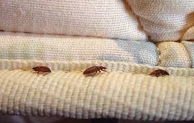 Bed Bugs Information Nolan County Health