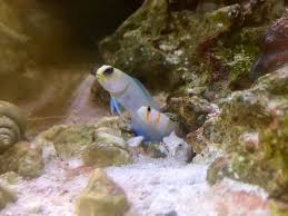 Pearly Jawfish Sharing Den With Randall Goby Fish Forum