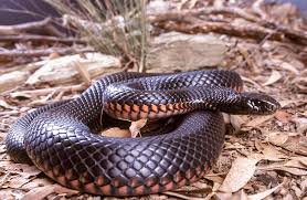 snakes of south east queensland