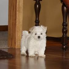 adopt a maltese puppy near new york ny