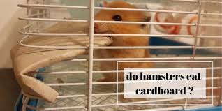 Do Hamsters Eat Cardboard About Your