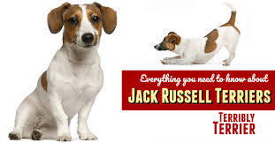 Jack Russell Terrier The Adrenaline Junkie Of The Dog World
