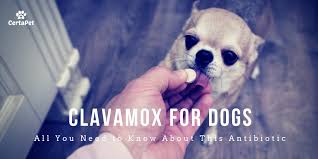Clavamox For Dogs All You Need To Know About This