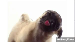 dog licking your screen on make a gif