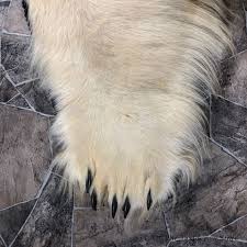 polar bear taxidermy rug