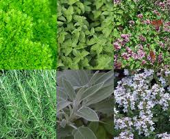 Hetty S Herbs Plants Grower S Choice
