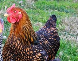Guide To Chicken Breeds Blains Farm Fleet Blog