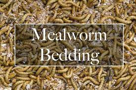 Mealworm Storage Simplified Guide For