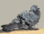 Image result for weird pigeons
