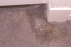 clean mold in carpet from water damage