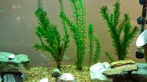 plants are best suited for an aquarium