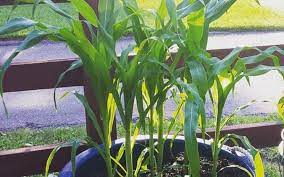 Planting Growing Corn In Containers