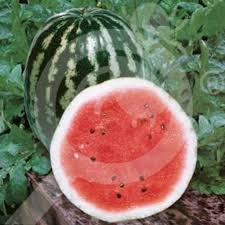 But you have to be aware of the side effects that may be caused due to an excessive consumption of. Watermelon Crimson Sweet 100 G Seeds Pop Vriend Nexles Europe