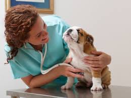 a veterinarian