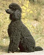 Shaved tail balances the shaved face and neck keeping the trim looking neat and clean for the dog. Poodle Wikipedia