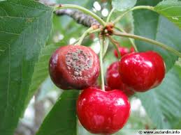 4.1 le climat propice à la culture du cerisier. Moniliose Monilia Fructigena Traitement Et Lutte