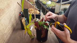 Pitcher plants thrive in full sun to light shade. The Full Guide On Tropical Pitcher Plant Nepenthes Care