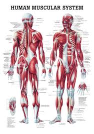 The Human Muscular System Laminated Anatomy Chart Free Printable