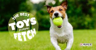 the best toys for playing fetch sit