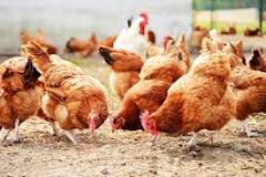 Comment les poules pondent des œufs sans coq ?